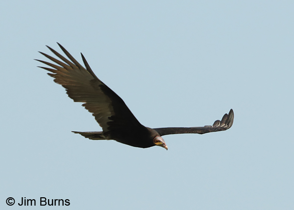 Lesser Yellow-headed Vulture