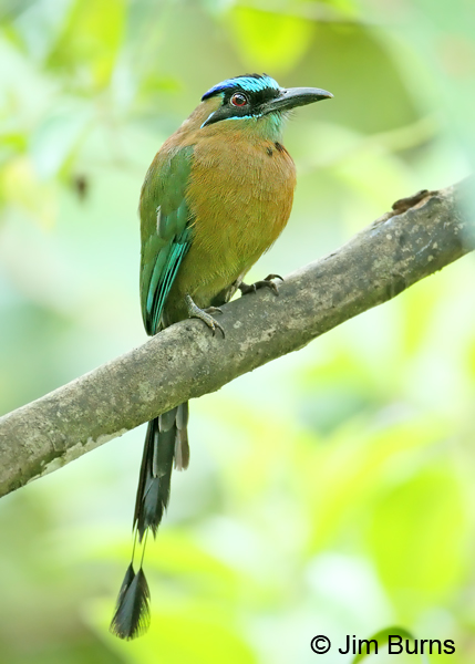 Lesson's Motmot racquet tails