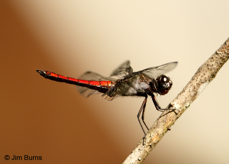 Libellula herculea (Silver-sided Skimmer) male