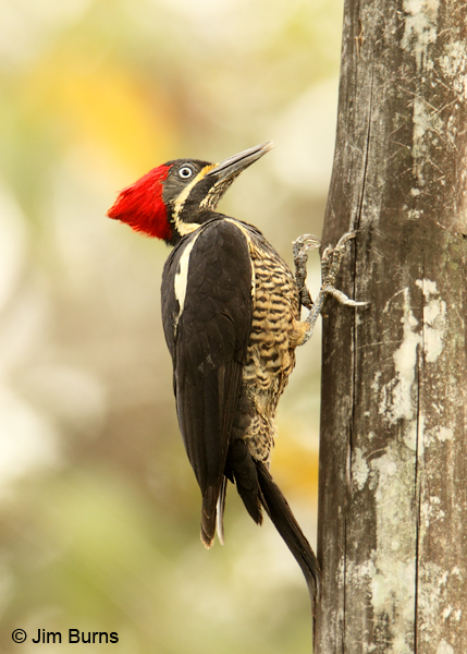 Lineated Woodpecker male