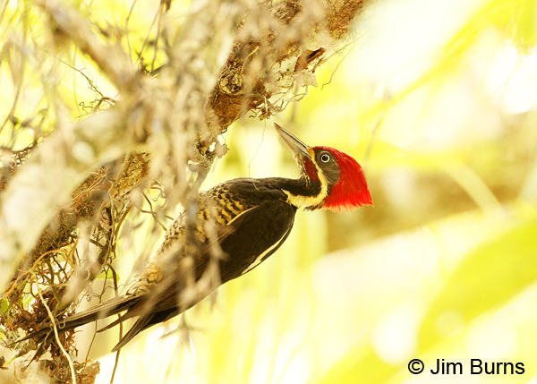 Lineated Woodpecker male at work