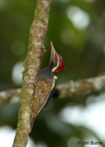 Lineated Woodpecker male