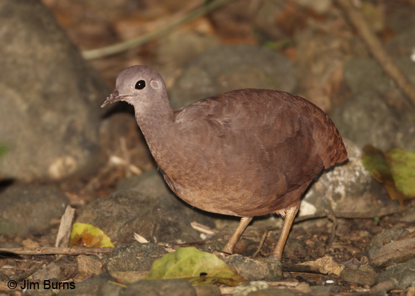 Little Tinamou