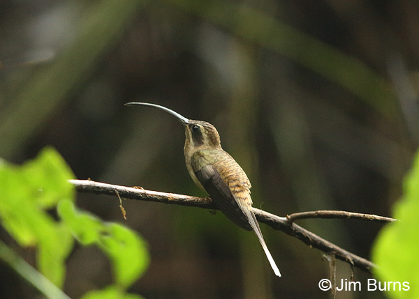 Long-billed Hermit dorsal view