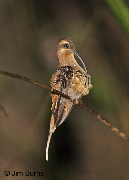 Long-billed Hermit preening