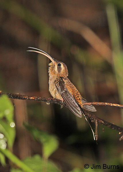 Long-billed Hermit singing on lek