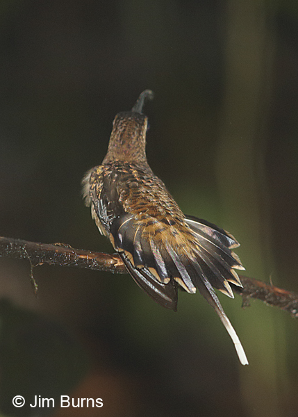 Long-billed Hermit tail spread