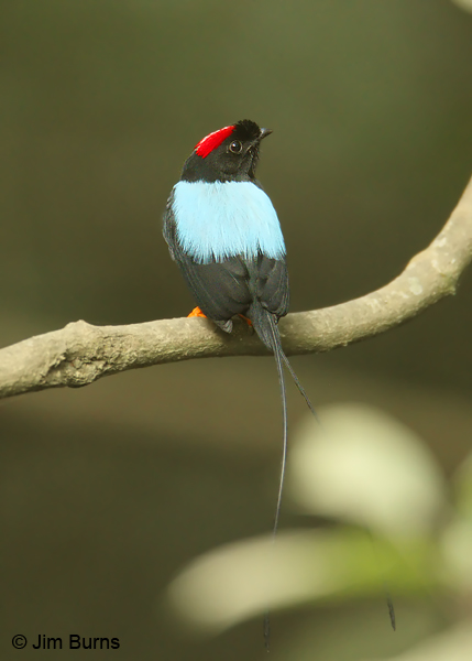 Long-tailed Manakin