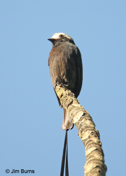 Long-tailed Tyrant head and body shot