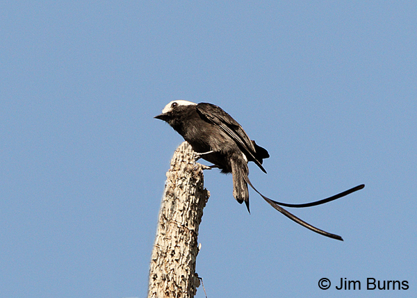 Long-tailed Tyrant landing