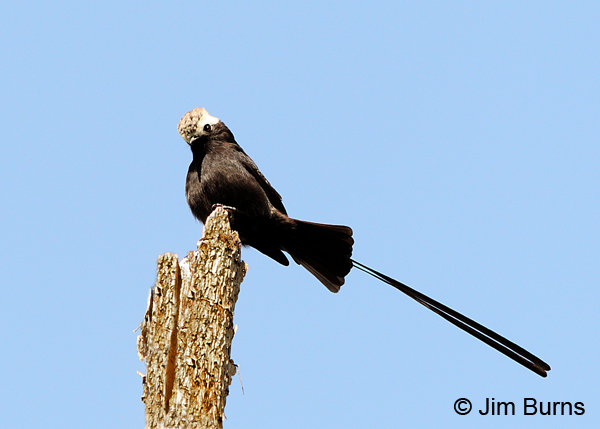 Long-tailed Tyrant showing dark crest