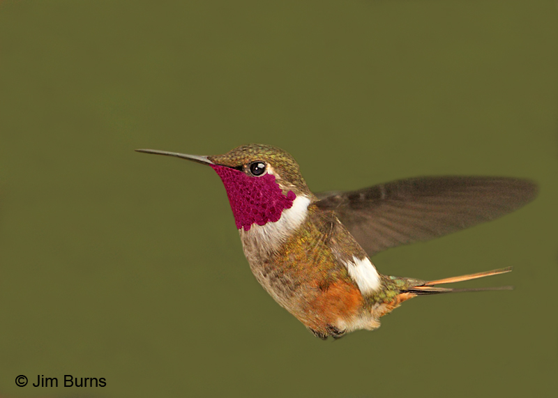 Magenta-throated Woodstar male