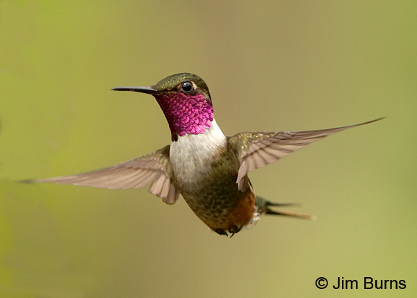 Magenta-throated Woodstar male in flight