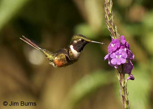 Magenta-throated Woodstar male at Verbena #2