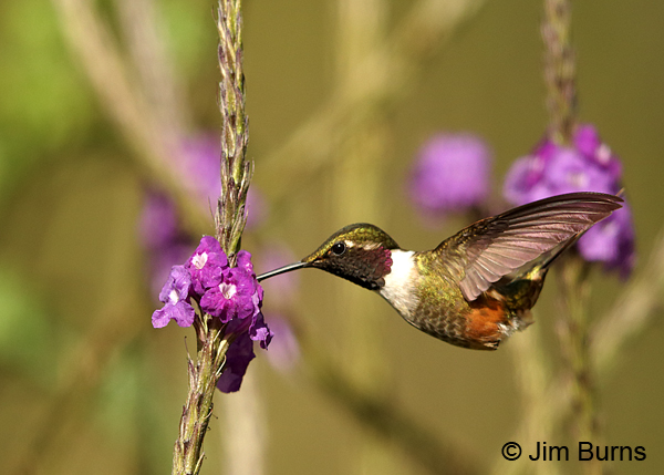 Magenta-throated Woodstar male at Verbena