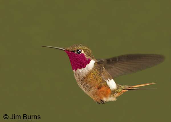 Magenta-throated Woodstar male