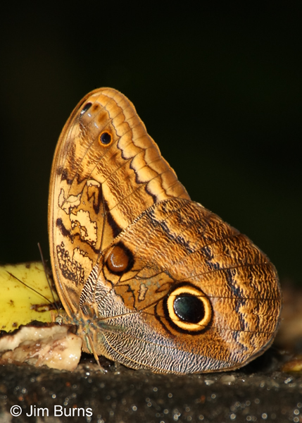 Magnificent Owl (Caligo eurilochus sulanus) feeding on fruit