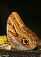 Magnificent Owl feeding on fruit