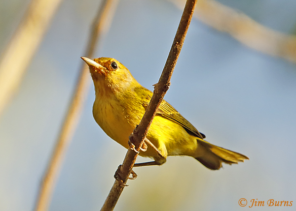 Mangrove Warbler first year male--5371
