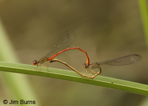 Marsh Firetail pair in wheel, Pital, C.R., December 2013