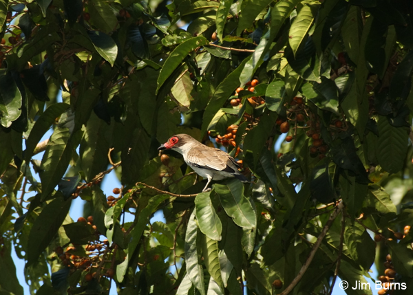 Masked Tityra female