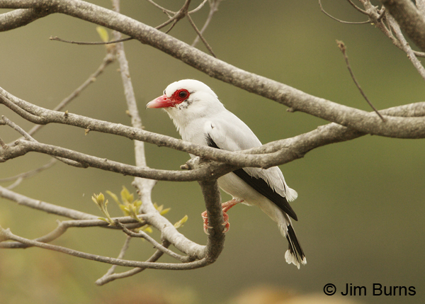 Masked Tityra immature male