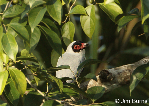 Masked Tityra male