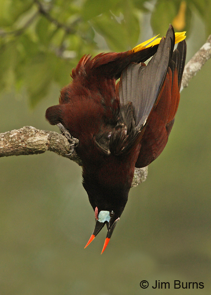 Montezuma Oropendola courtship display, the drop