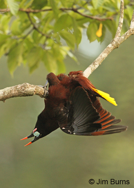 Montezuma Oropendola courtship display, the pendulum