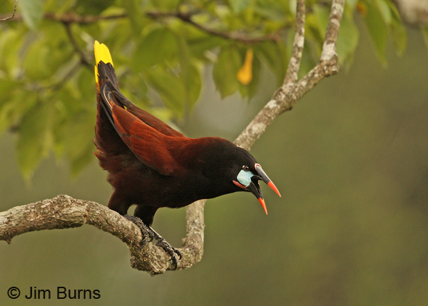 Montezuma Oropendola courtship display, the launch
