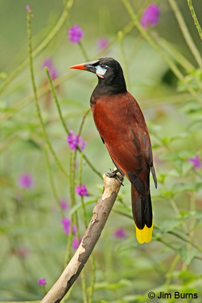 Montezuma Oropendola in Verbena