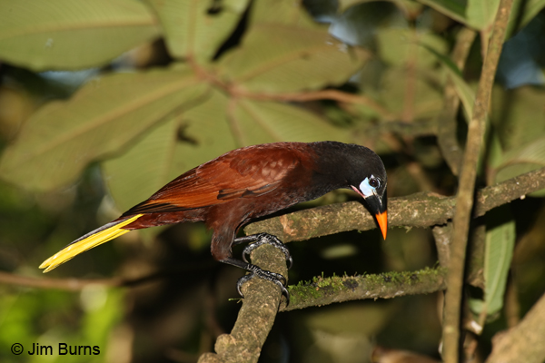 Montezuma Oropendola on branch