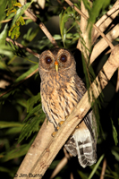 Mottled Owl