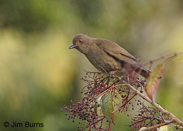 Mountain Thrush at berries
