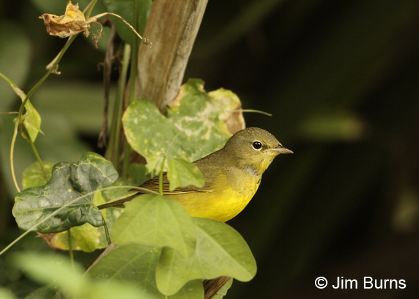 Mourning Warbler female
