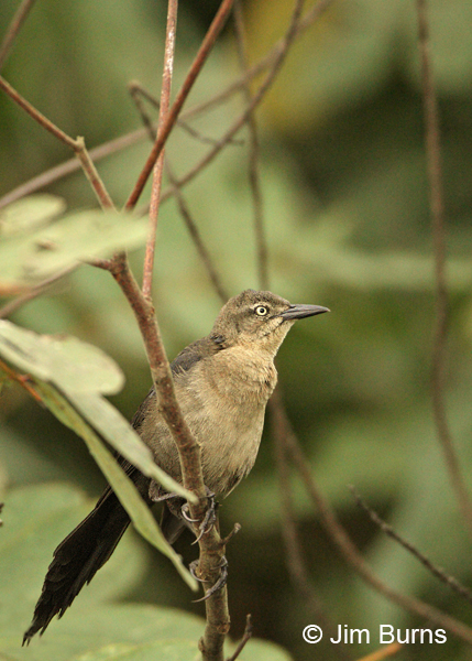 Nicaraguan Grackle female