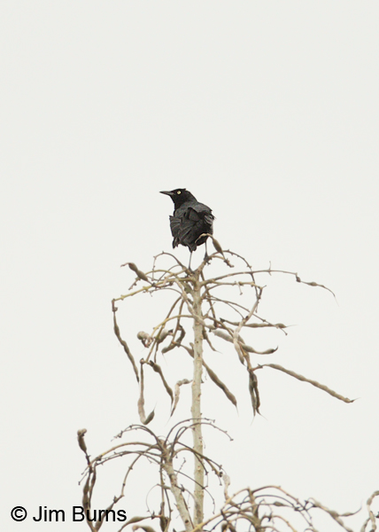 Nicaraguan Grackle male
