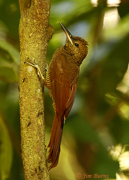 Northern Barred Woodcreeper--5447