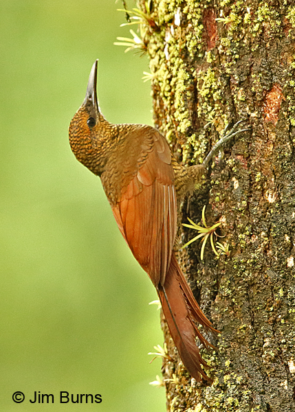 Northern Barred-Woodcreeper #3