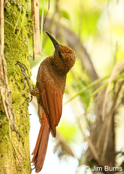 Northern Barred-Woodcreeper dorsal view