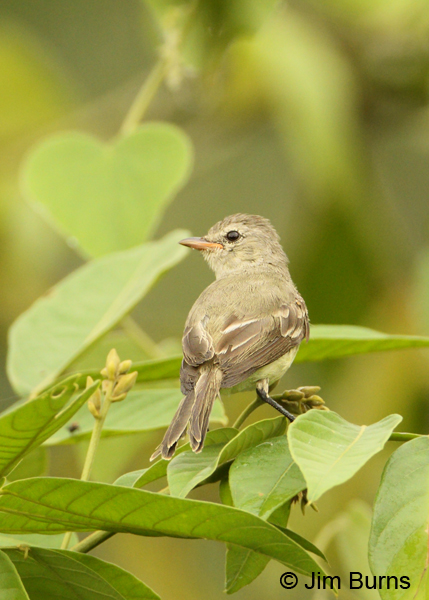 Northern Beardless Tyrannulet