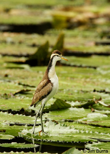Northern Jacana juvenile