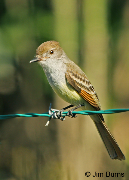 Nutting's Flycatcher