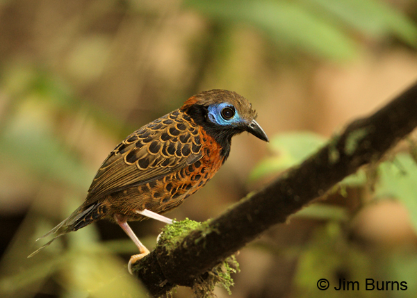 Ocellated Antbird