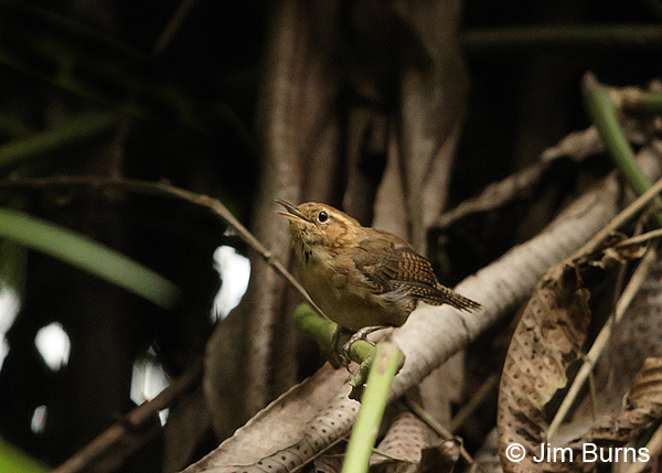 Ochraceous Wren singing