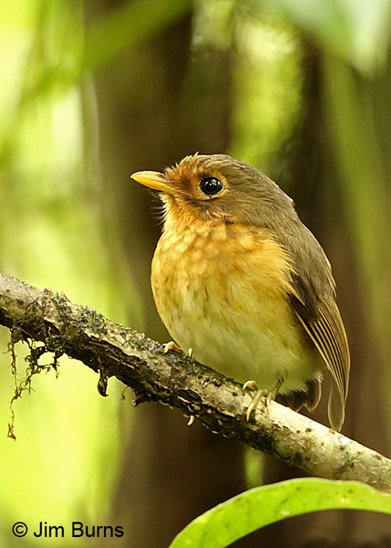 Ochre-breasted Antpitta, Tapanti NP
