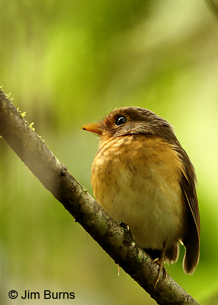 Ochre-breasted Antpitta #2, Tapanti NP