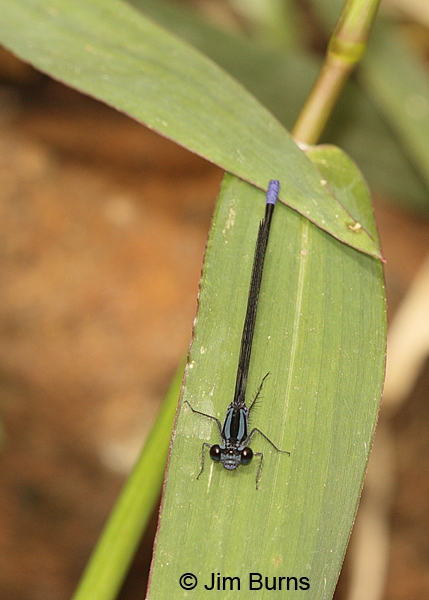 Oculate  Dancer male, Bijagua, CR, December 2013