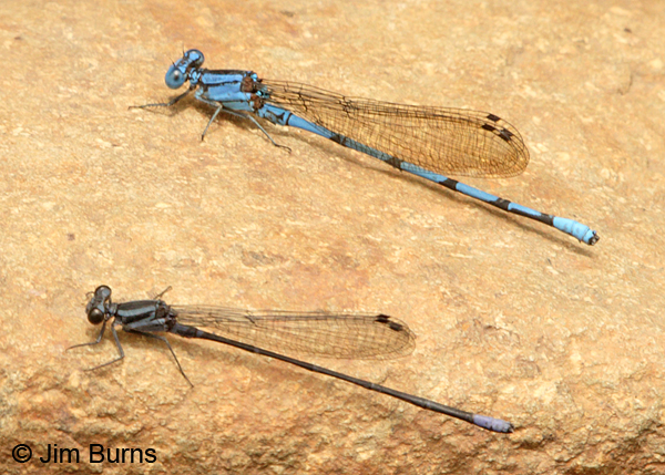 Oculate Dancer male with Cerulean Dancer, Turrialba, CR, August 2014