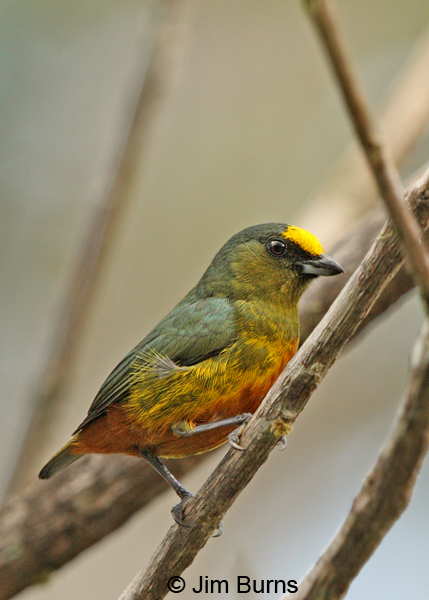 Olive-backed Euphonia male overhead